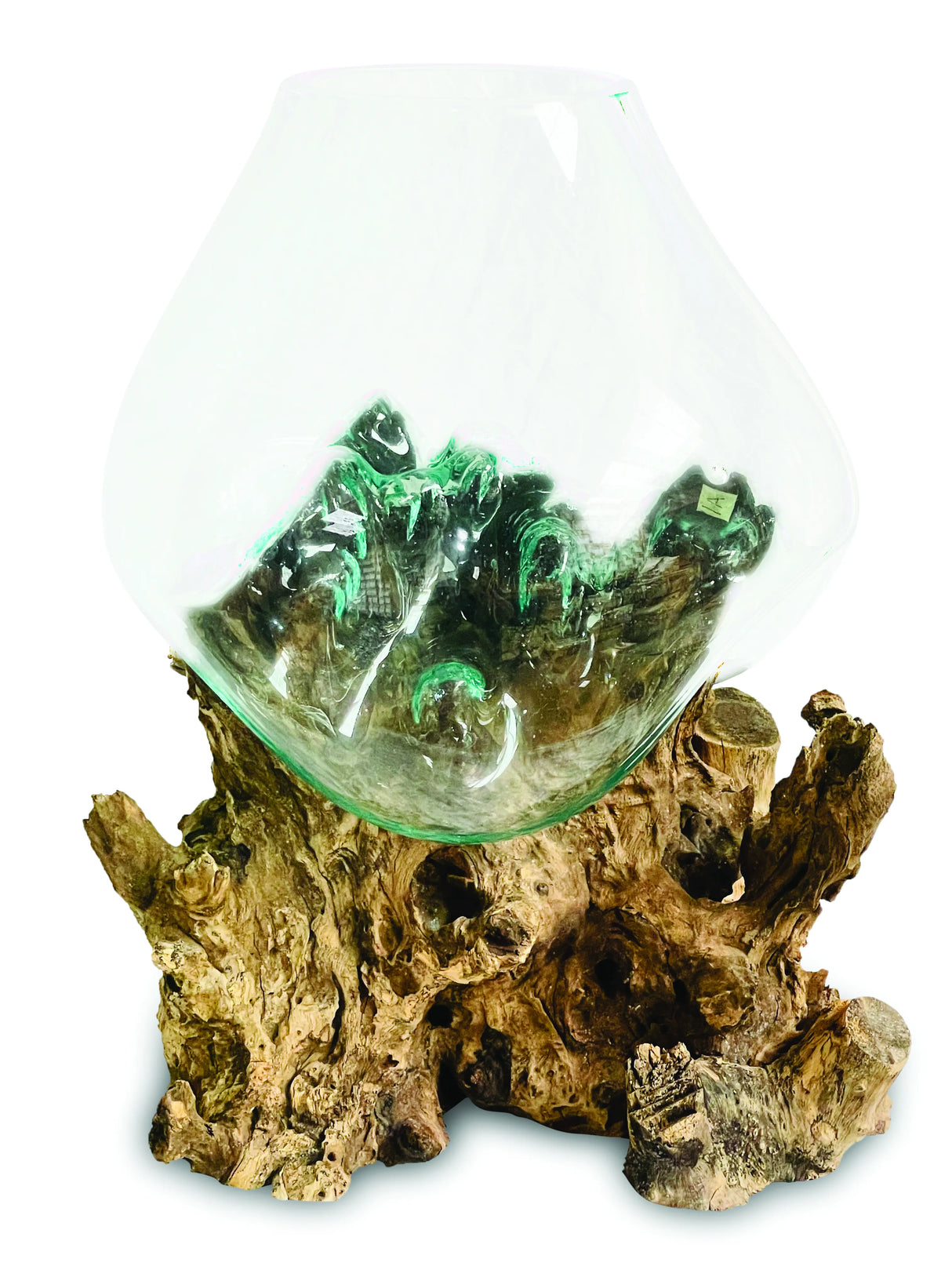 Root With Glass Bowl Extra Extra Large