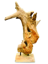 Root Forest Sculpture Mini 60cm (New Style + Bigger)