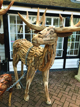 Root Reindeer/Stag