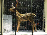Root Reindeer/Stag