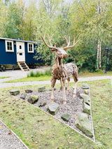 Root Reindeer/Stag