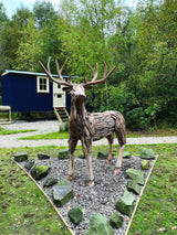 Root Reindeer/Stag