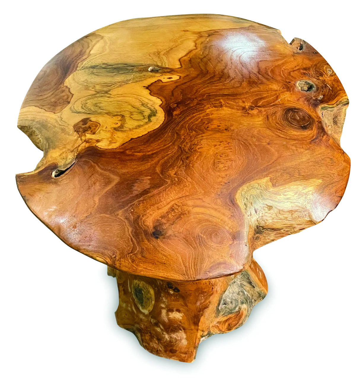 teak root mushroom extra large
