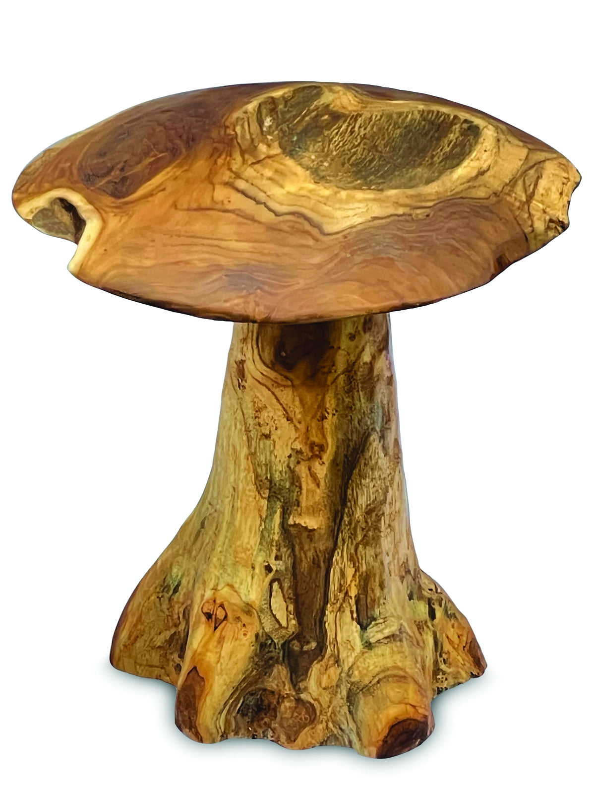teak root mushroom extra large