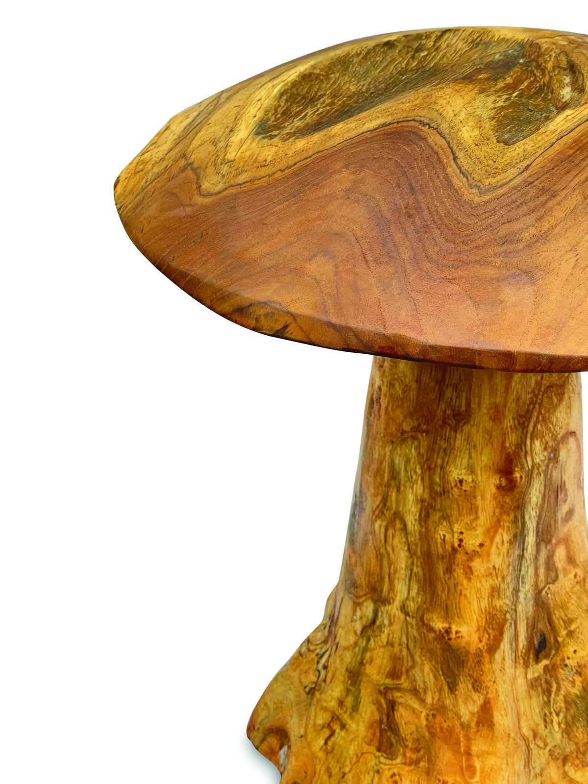 teak root mushroom extra large