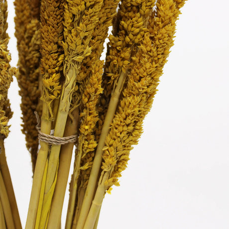 Cantal Grass Bunch - Amber