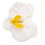 Craft Soap Flower - Paeonia - White