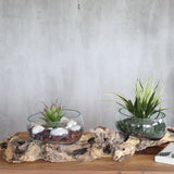 Molton Glass on XLarge Double Stand - 70cm