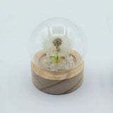 Floral Glow Garden Dome - 1 Dandilion- LED Battery