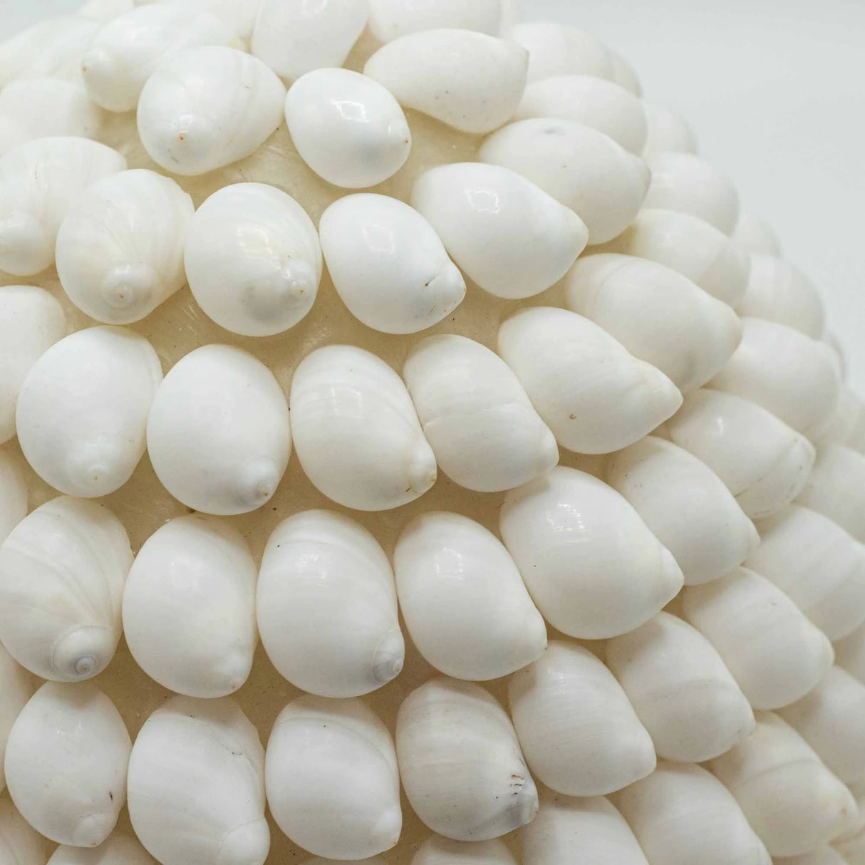 Boho Sea Shell Lamp - Buting Shell Oval - 15cm