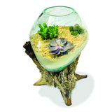 ROOT WITH GLASS SPHERE VIVARIUM