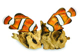 2 NEMO CLOWNFISH ON DRIFTWOOD