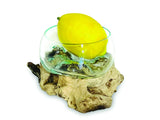ROOT WITH GLASS FRUIT BOWL TINY