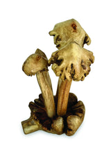 4 ERODED BALI MUSHROOMS