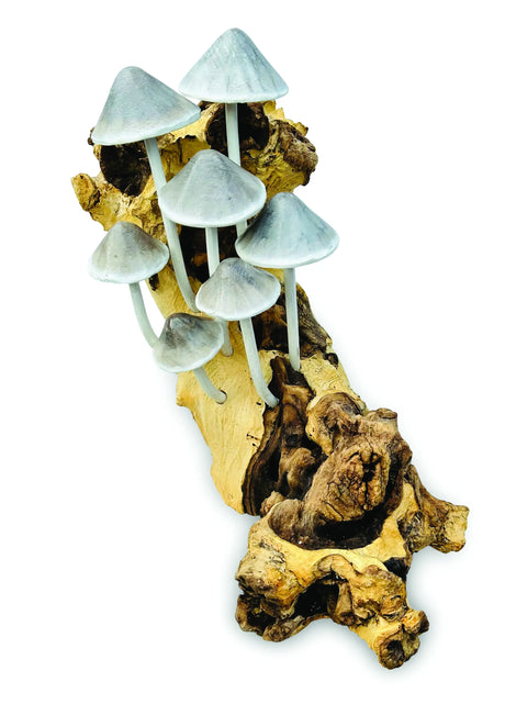 INK CAP MUSHROOM COLONY DRIFTWOOD SCULPTURE H 30CM