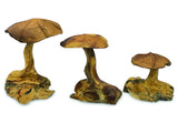 Root Wild Mushroom Small - Set of 3