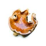 Root Round Lombok Coffee Table Extra Small with Dia. 70 cm glass