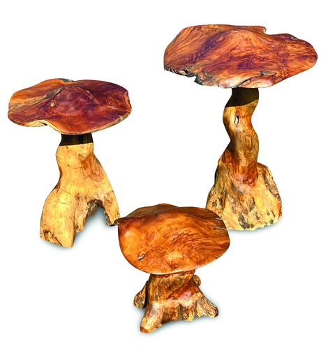 Teak Root Giant Wild Toadstools set of three