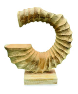 TEAK AMMONITE TRUMPET SCULPTURE