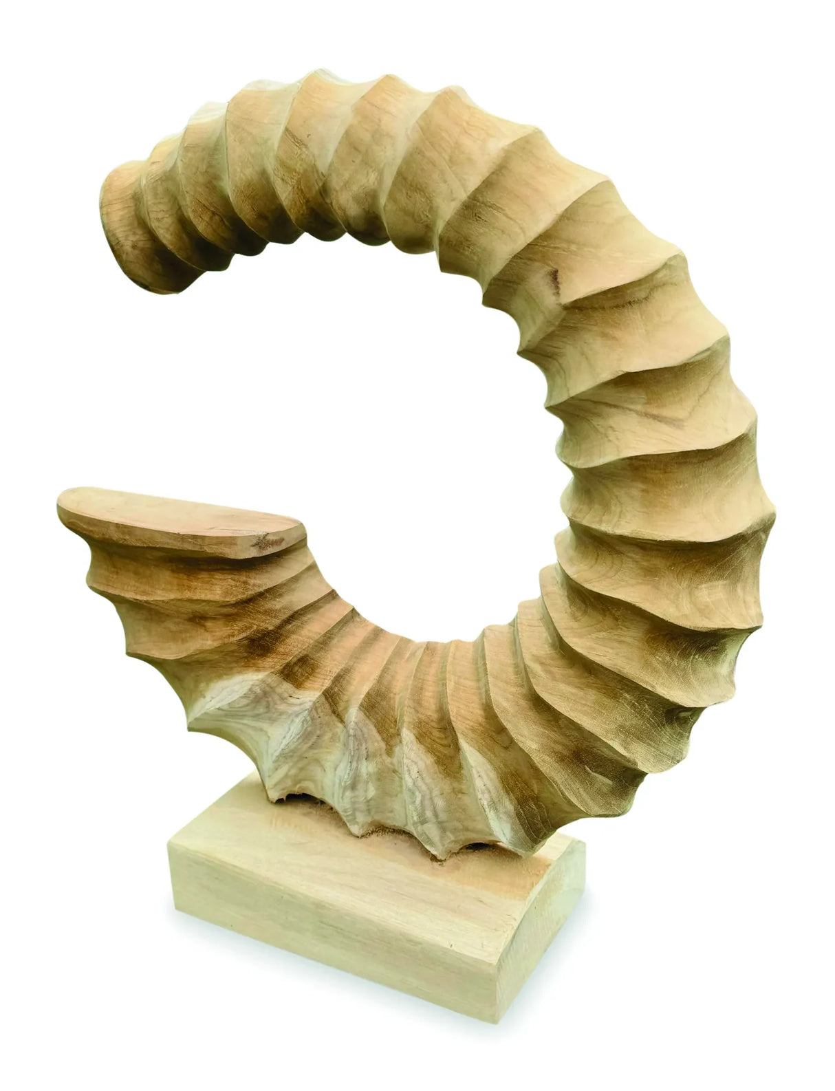 TEAK AMMONITE TRUMPET SCULPTURE