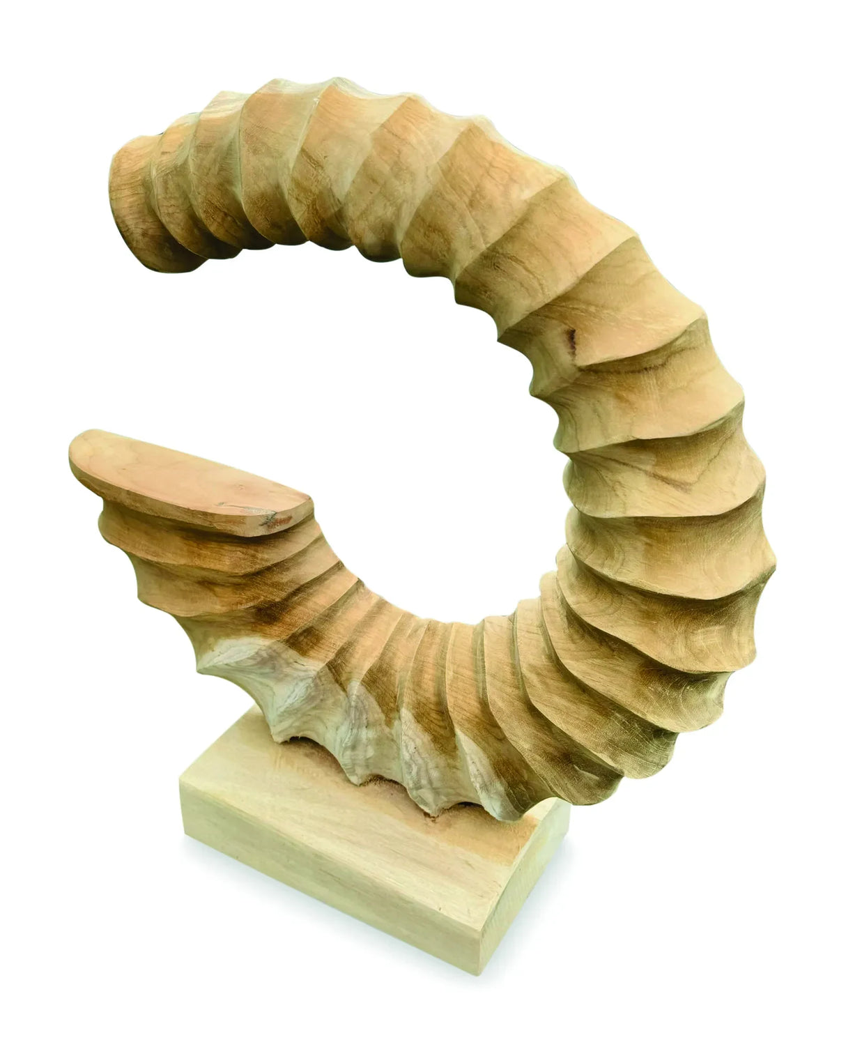 TEAK AMMONITE TRUMPET SCULPTURE