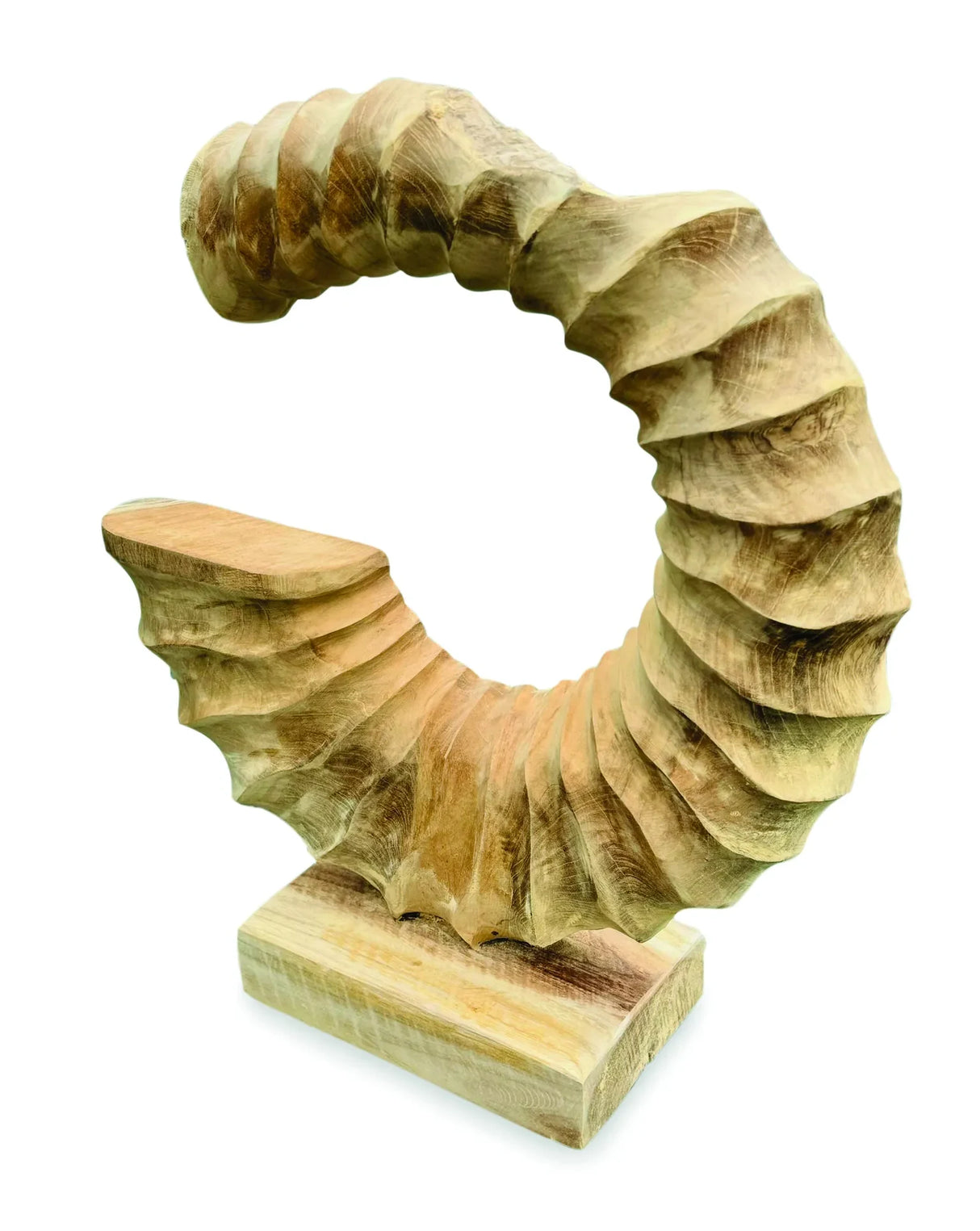 TEAK AMMONITE TRUMPET SCULPTURE