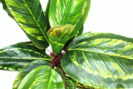 Artificial Medium 50cm Calathea Veitchiane Plant