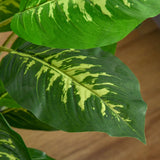 HOMCOM Faux Rose Plants, with Pots