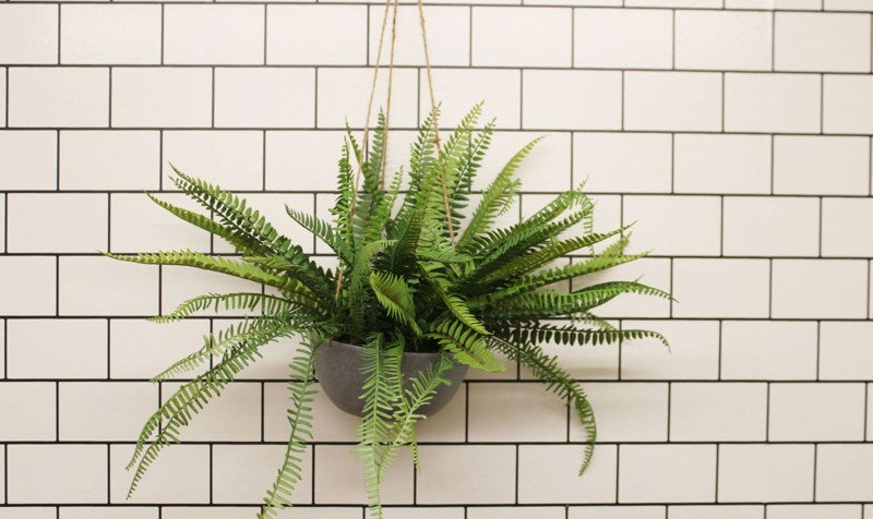 Hanging Fern In Pot