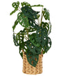 Artificial Potted Plant Green and Black Synthetic Material 53 cm Monstera Plant Decorative Indoor Accessory Beliani