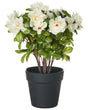 Artificial Potted Rhododendron Plant White Flowers Synthetic Material 36 cm Decorative Indoor Accessory Beliani
